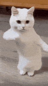 fun gif
