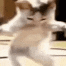 fun gif